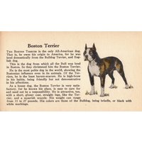 1938 Tiny Boston Terrier Druck Miniatur Größe Hund Illustration Für Galerie Wand Dekor Geburtstag Geschenk 2403A von plaindealing