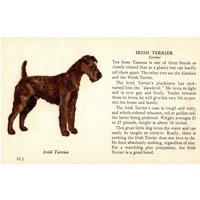 1939 Tiny Irish Terrier Hund Druck Ole Larsen Illustration Geburtstag Geschenk Idee Home Decor 7229B von plaindealing