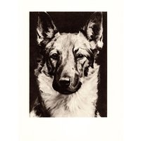1940Er Jahre Vintage Schäferhund Print Wand Kunst Dekor Morgan Dennis Illustration Geschenk Idee Geburtstag 9165Q von plaindealing