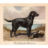1942 Antike Labrador Retriever Hundedruck Edwin Megargee Jagdhund Kunstdruck Illustration Wandkunst Hausbibliothek Dekor 11456H von plaindealing