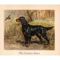 1942 Antiker Gordon Setter Druck Wand Kunst Dekor Gundog Illustration Edwin Megargee Jagdhund Kunstdruck Geburtstag Geschenk Idee 11454F von plaindealing