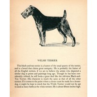 1945 Welsh Terrier Druck Vintage Felice Worden Wand Kunst Dekor Illustration Geschenk Für Geburtstag Freund 7266P von plaindealing