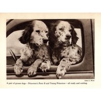 1948 English Setter Druck Peter B & Young Princeton Grouse Jagdhund Jagdhütte Cottage Home Decor Geschenk Zum Geburtstag 10457J von plaindealing
