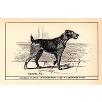 Antike Airedale Terrier Druck Wand Kunst Dekor Ch Dumbarton Lass Illustration 1912 R H Moore Bauernhaus Kabine 10874K von plaindealing