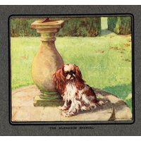 Antiker King Charles Spaniel Druck Vernon Stokes Blenheim Englisch Toy Illustration Wand Kunst Home Decor Geschenk Für Geburtstag Vs 4727T von plaindealing