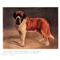 Antiker St Bernard Print Gallery Wall Art Decor 1911 Champion The Viking Lilian Cheviot Vintage Illustration 4743L von plaindealing