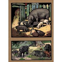 Antikes Schwein Print Edwin Noble Vintage Bauernhof Kunst Illustration Wand Dekor Tier Kinderzimmer 5565E von plaindealing