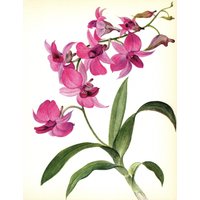Orchideen Print 4Er Set Vintage Orchidee Prints Galerie Wand Kunst Wohnkultur Geschenk Für Geburtstag Jahrestag Hochzeit 4321 von plaindealing