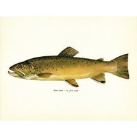 Vintage Brook Forout Fisch Print Wandkunst Dekor Galerie Kunstdruck Angeln See Haus 8583-30 von plaindealing