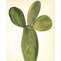 Vintage Hasenohren Kaktus Print Wand Kunst Dekor Cottage Und Wüste Decor Geschenk Für Gärtner Geburtstag Jahrestag 7772-74 von plaindealing