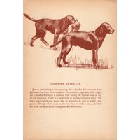 Vintage Labrador Retriever Druck Black Lab Illustration 1945 Jagdhund Wand Kunst Felice Worden Hund 11086B Vintage Labrador Retriever Druck Black Lab Illustration 1945 Jagdhund Wand Kunst Felice Worden Hund 11086B von plaindealing