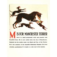 Vintage Manchester Terrier Druck Abc Buchstabe M Alphabet Wand Kunst Illustration Kinderzimmer Dekor 11261Q von plaindealing