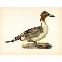 Vintage Pintail Ente Kunstdruck Wand Kunst Dekor Haus Am See Blockhaus Housewarming Geschenk Für Vogelliebhaber Hochzeit Geburtstag 10476-108 von plaindealing