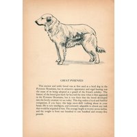 Vintage Pyrenäen Print Wand Kunst Dekor 1945 Felice Worden Galerie Illustration Geburtstag Geschenk 11082T Vintage Pyrenäen Print Wand Kunst Dekor 1945 Felice Worden Galerie Illustration Geburtstag Geschenk 11082T von plaindealing