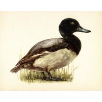 Vintage Scaup Ente Drucken Wand Kunst Dekor Haus Am See Strand Geschenk Für Housewarming Geburtstag Hochzeitstag 10481-122 von plaindealing