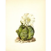 Vintage Spinnenkaktus Druck Kaktus Kunst Illustration Dekor Weiße Blume Wand Cottage Und Wüste 9255-48 Vintage Spinnenkaktus Druck Kaktus Kunst Illustration Dekor Weiße Blume Wand Cottage Und Wüste 9255-48 von plaindealing