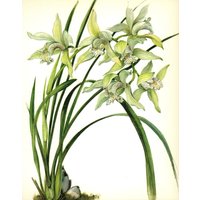 Vintage Weiße Orchidee Druck Boot Illustration Weiße Blume Galerie Wand Kunst Cottage Dekor Cymbidium Nicolasianum 8321-72 Vintage Weiße Orchidee Druck Boot Illustration Weiße Blume Galerie Wand Kunst Cottage Dekor Cymbidium Nicolasianum 8321-72 von plaindealing