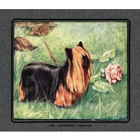 Vintage Yorkshire Terrier Druck Wand Kunst Dekor Vernon Stokes Illustration Galerie Cottage Home Decor Vs 10723C von plaindealing