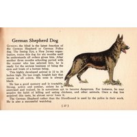 Deutscher Schäferhund Druck 1938 Miniatur Größe Illustration Geburtstag Geschenk Idee 10919D von plaindealing