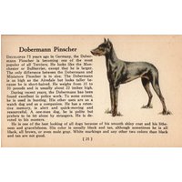 Winziger Dobermann Pinscher Druck 1938 Miniatur Größe Ole Larsen Hund Illustration Geburtstag Geschenk Idee 5019A von plaindealing
