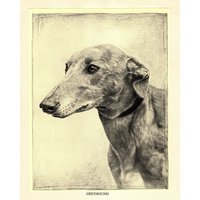 Wunderschöner Greyhound Print Wand Kunst Dekor 1930Er Jahre Malcolm Nicholson Illustration Galerie Geschenk Zum Geburtstag Mn 7091B von plaindealing