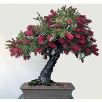 10 X Steckbürstenbaum-Samen, Callistemon Citrinus-Samen, Hochrote Flaschenbürste von plantmad48