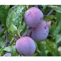 10 X Zwetschgensamen, Wilde Pflaume | Prunus Domestica von plantmad48