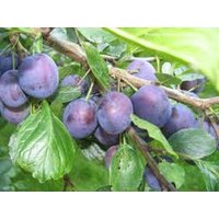 10 X Zwetschge Samen Wilde Pflaume Für Marmelade & Kochen von plantmad48