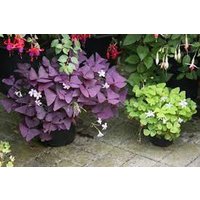 Oxalis Triangularis Blumenzwiebeln Lila & Grün Sortenpackung | 10 Stück von plantmad48