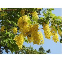 10 X Goldregen Baum - Koelreuteria Paniculata "Pride Of India' von plantmad48