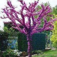 10 X Rosa Blühender Juwelierbaum-Judasbaum Samen Cercis Siliquastrum von plantmad48