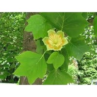 10 X Tulpenbaum | Liriodendron Tulipifera Samen. Dies Ist Ein Großer Laubbaum Mit Markant Geformten Blättern, Die Im Herbst Gelb Werden von plantmad48