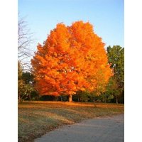 10 Zucker Ahorn Baum Samen Acer Saccharum, Rock Maple. Die Farbe Im Herbst Ist Spektakulär Und Reicht Von Leuchtendem Gelb Über Orange Bis Hin Zu Rot von plantmad48