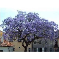Kaiserin-Baum 100 X Samen Paulownia Tomentosa - Duftende Rosa Blüten von plantmad48