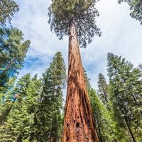 100 X Sequoiadendron Giganteum Samen, Monster Mammutbaum von plantmad48