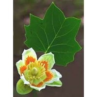 100 X Tulpenbaum | Liriodendron Tulipifera Samen von plantmad48