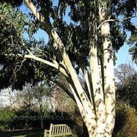 12 Samen Des Eukalyptus | Eucalyptus Dalrympleana von plantmad48