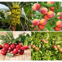 16 X Gemischte Obstbaumsamen. | 4 Samen Aus 4 Sorten von plantmad48