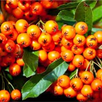 20 X Feuerdorn Baumsamen | Pyracantha Coccinea Baumstrauchsamen von plantmad48