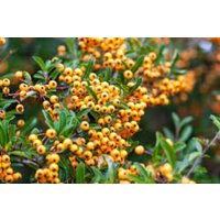 Feuerdornbaumsamen Pyracantha Coccinea Strauch - 20 Samen von plantmad48