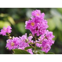 20 X Kreppmyrte Baumsamen. Lagerstroemia Indica. Wunderschön Gefärbt Und Oft Als Zierpflanzen Oder Bonsai Bäume Gepflanzt von plantmad48