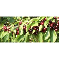 20 X Schwarzkirschsamen | Prunus Serotina von plantmad48