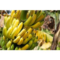 20 Yunnan Bananenstaude Samen Musa Yunnanensis von plantmad48
