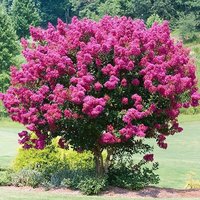 200 X Krepp Myrte Baum Samen. Lagerstroemia Indica von plantmad48