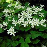 3 X Oxalis Triangularis Papilionacea Zwiebeln. | Grün Kleeblatt Zimmerpflanze von plantmad48