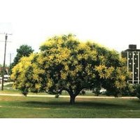 5 X Goldregenbaum Samen - Koelreuteria Paniculata von plantmad48