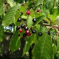 5 X Schwarzkirschkerne | Prunus Serotina von plantmad48