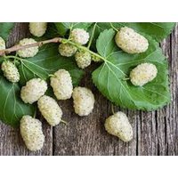 Weißer Maulbeerbaum Samen | 50 Morus Alba, Schnell Wachsende Bonsais von plantmad48