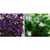 Oxalis Triangularis Blumenzwiebeln Lila & Grünes Kleeblatt | 6 Stück von plantmad48