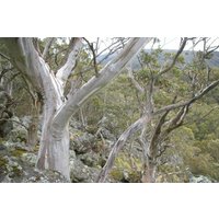 Eucalyptus Alpina Samen - Grampians Gum Im Südwesten Von Victoria, Australien | 10 Samen Eucalyptus Alpina Samen - Grampians Gum Im Südwesten Von Victoria, Australien | 10 Samen von plantmad48